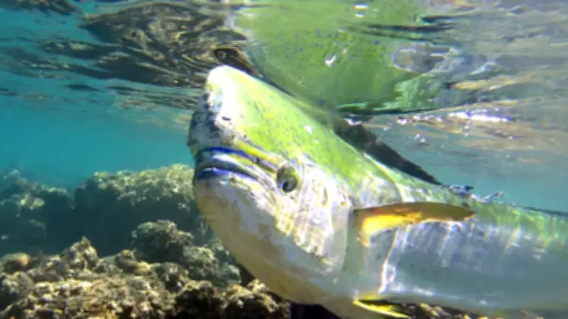 À Agde, le dérèglement climatique bouleverse déjà la biodiversité sous-marine
