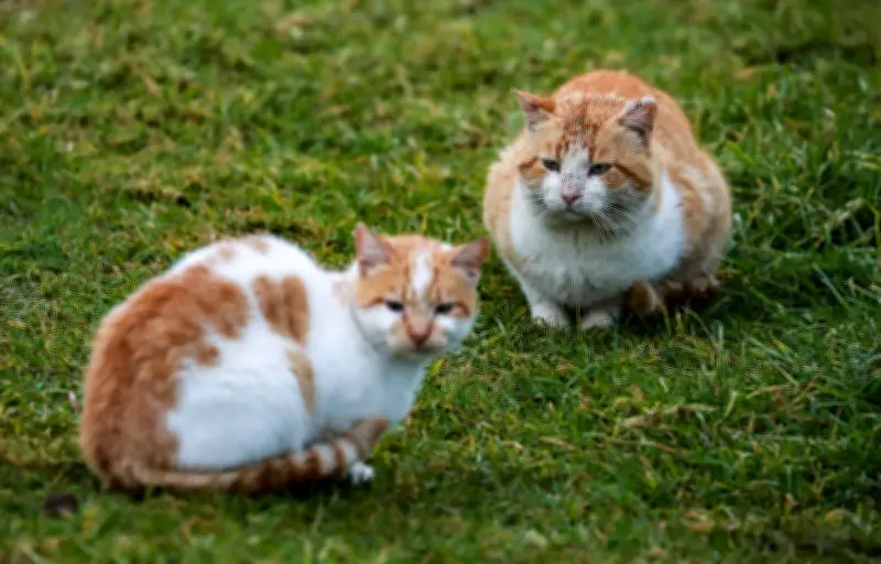 Agde : un chat roux au cœur d'un litige judiciaire entre voisins