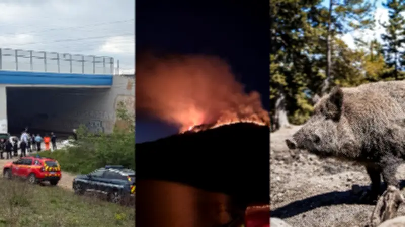 Agent SNCF se tue sous un train, colo évacuée, sangliers ravagent jardins