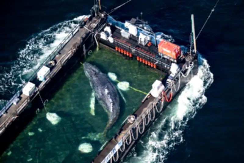 Allemagne : opération sauvetage de la baleine Timmy dans l'Elbe