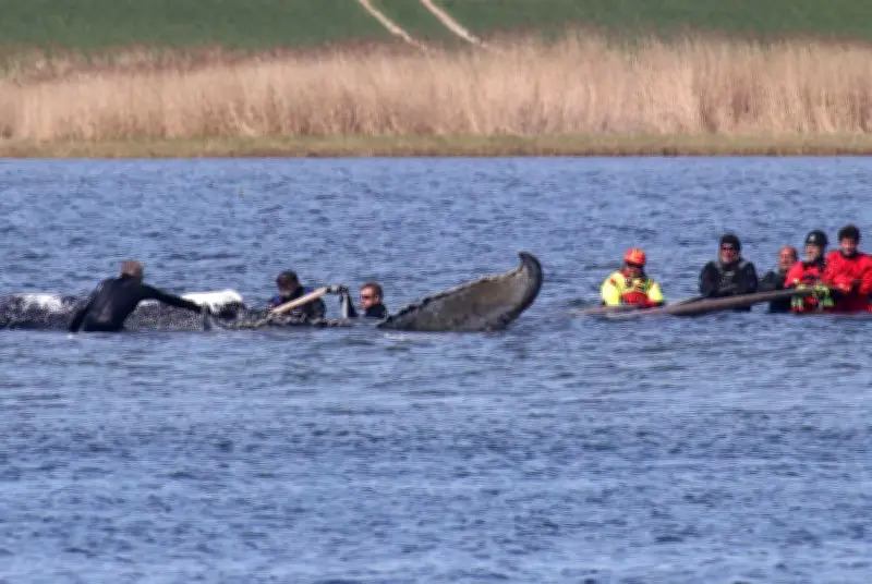Allemagne : opération ultime pour sauver une baleine à bosse échouée