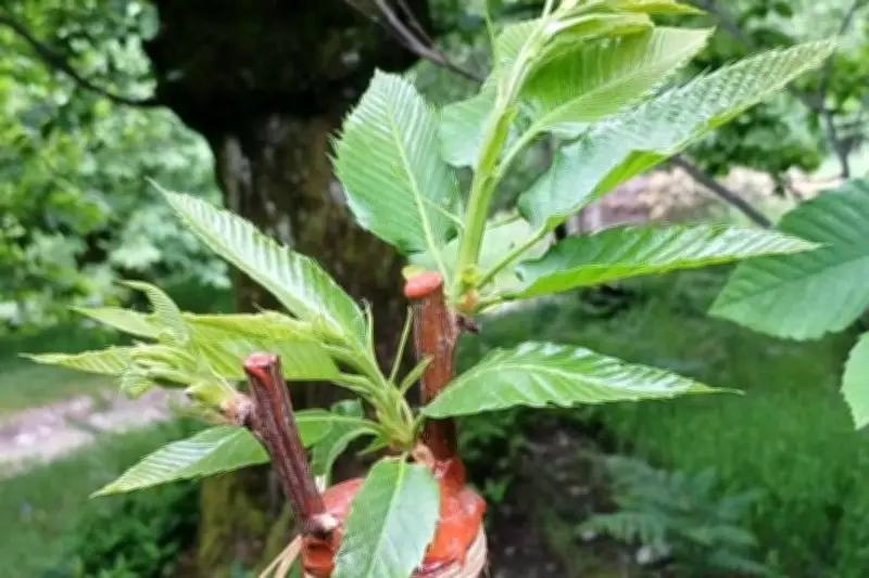 Animations gratuites autour du châtaignier dans la vallée de la Roya