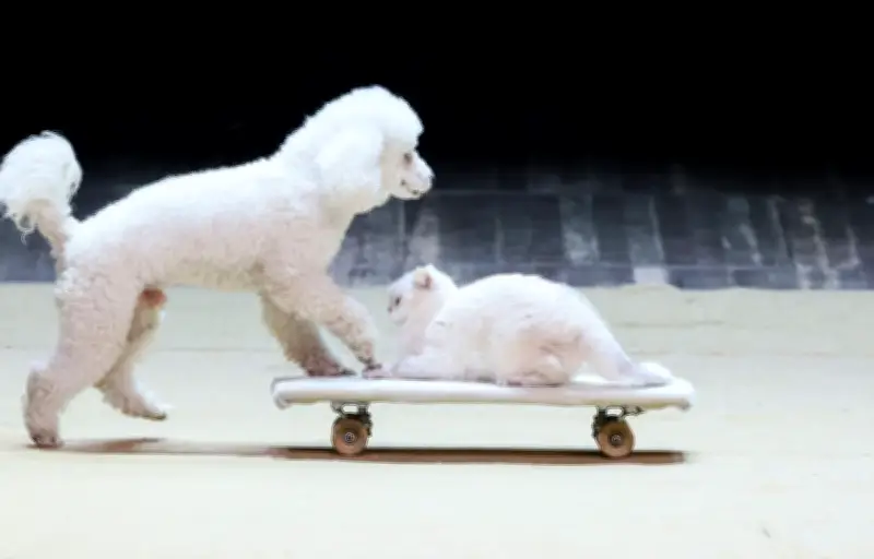 Animaux de compagnie en France : 79 millions de bêtes, mais 100 000 abandons annuels