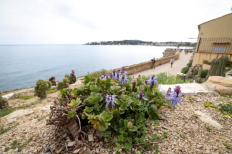 Antibes : la plante mystérieuse des remparts qui sent le cannabis