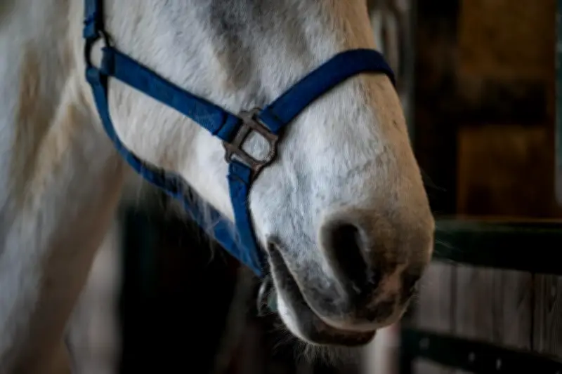 Appel à l'aide pour sauver Nénette, une jument gravement malade dans le Vaucluse