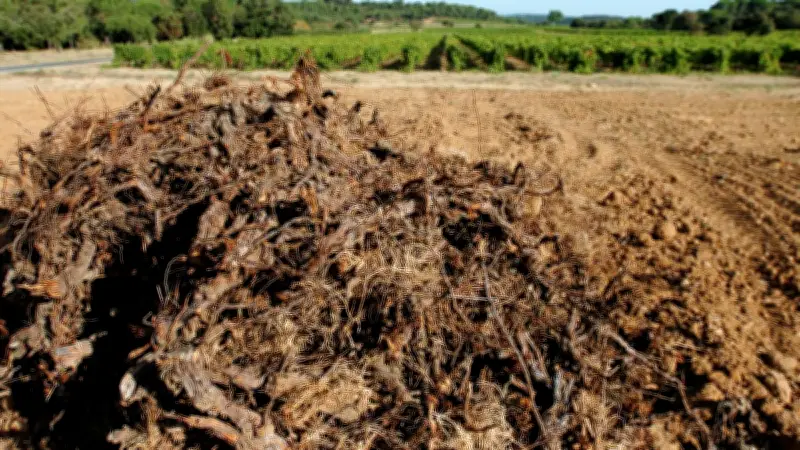 Arrachage des vignes : le syndicat familial dénonce un plan social silencieux de 58 000 emplois