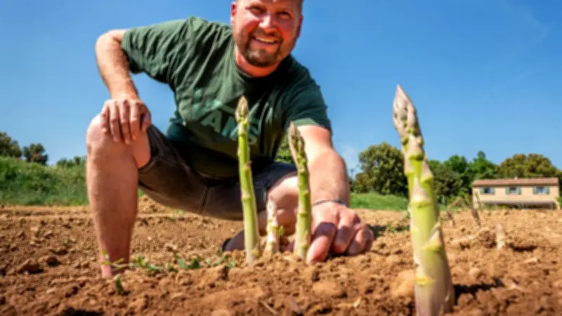 Asperges et fraises : la saison bat son plein à La Marquise de Vers