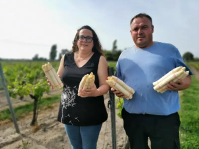 Asperges : la diversification qui sauve un viticulteur en Gironde