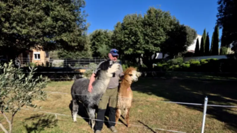 Atawallpa et Yupanqui, deux alpagas en randonnée à travers la France