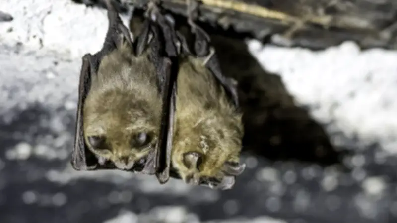 Atlas de la Biodiversité 2026 : le programme dévoilé à Cros