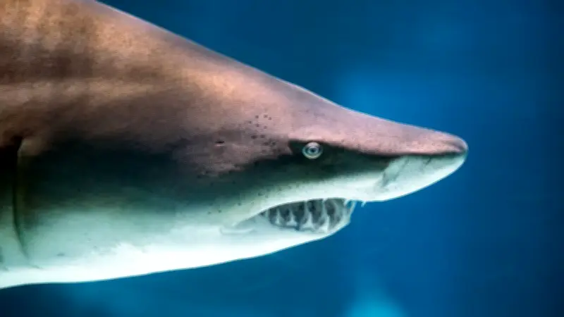 Attaque de requin en Australie : une femme tuée, un homme blessé