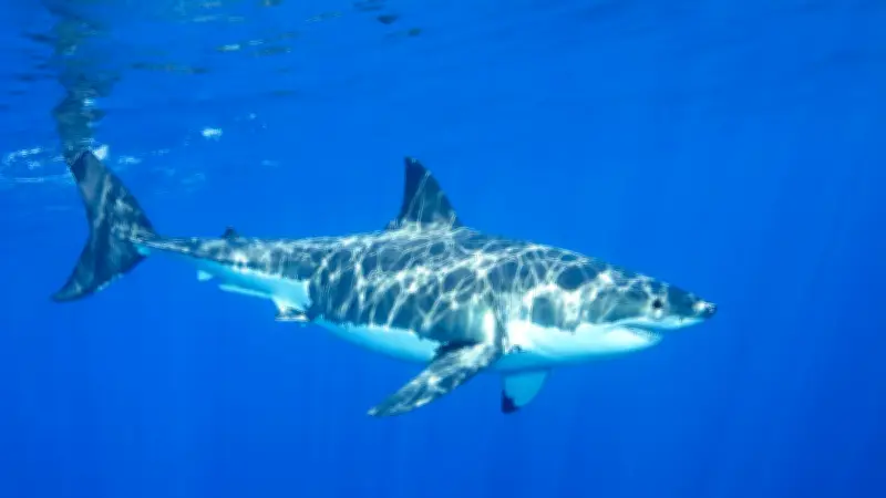 Attaque de requin : une fillette de 9 ans survit miraculeusement