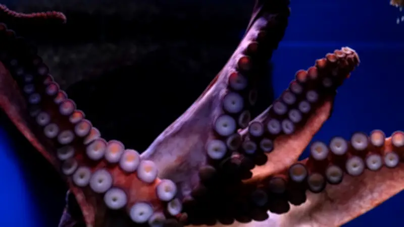 Attaque d'une pieuvre géante sur un enfant de 6 ans dans un aquarium