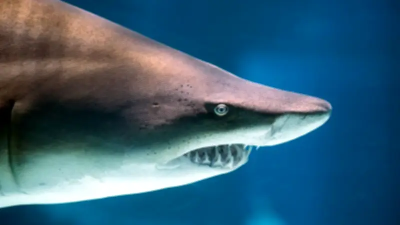 Attaque mortelle de requin à Sydney : un surfeur perd plusieurs membres
