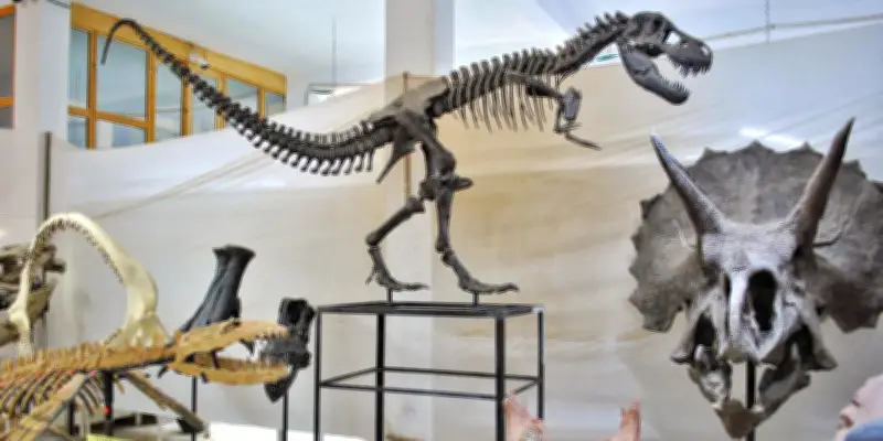 Au Maroc, le business juteux des fossiles de dinosaures