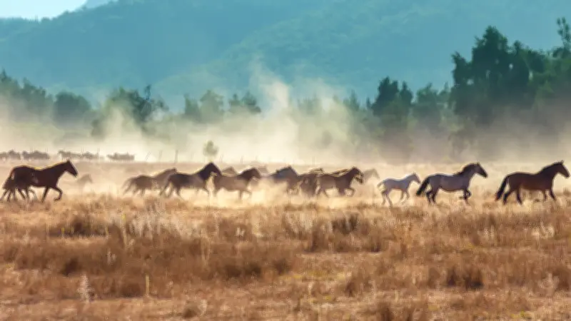 Australie : 9 000 chevaux sauvages abattus par hélicoptère pour protéger l'écosystème