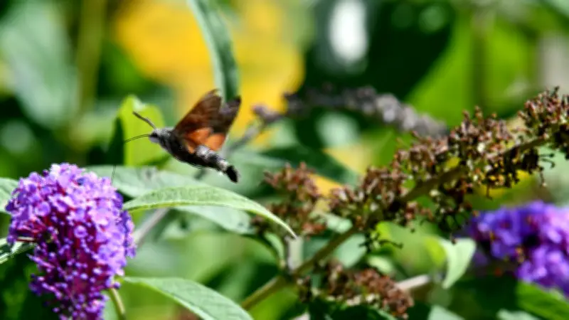 Avant-première, AG Ours de granit et fête de la biodiversité en Lozère