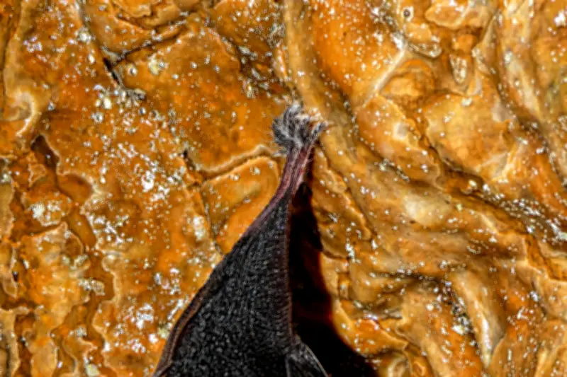 Batcam : des caméras pour percer les secrets des chauves-souris en Provence verte