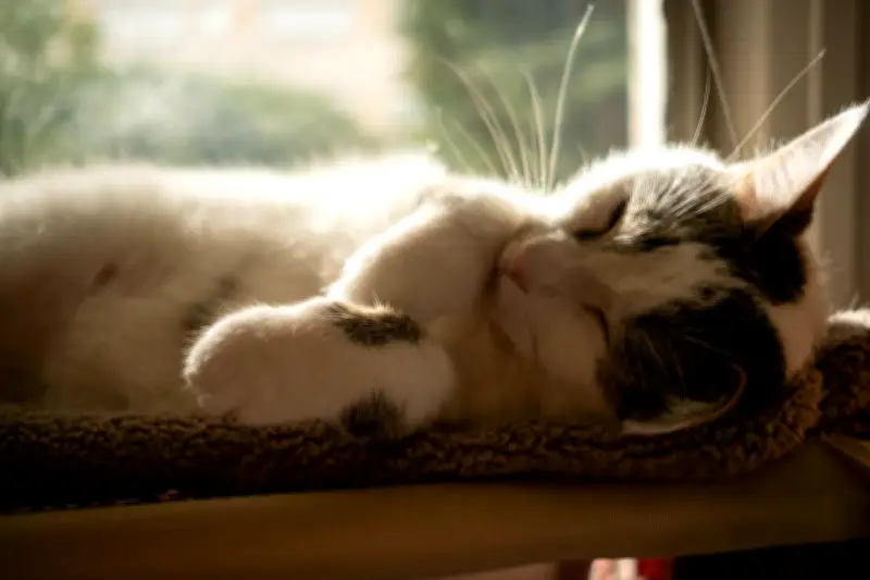 Bien dormir, ça s'apprend : 5 conseils cruciaux pour améliorer son sommeil