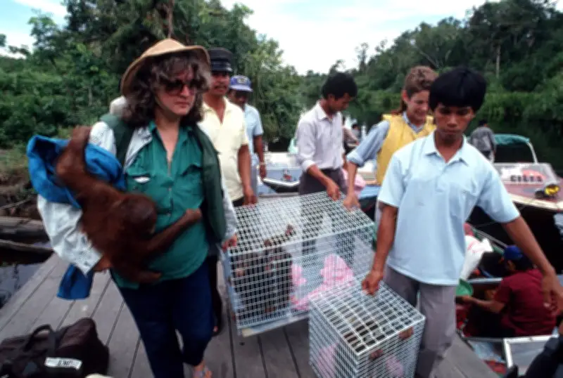 Birute Galdikas, pionnière des orangs-outans, s'éteint : un héritage immense