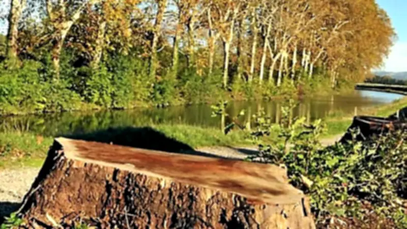 Biterrois : une croisade pour sauver les arbres du canal du Midi