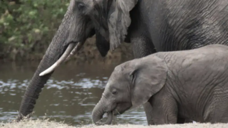 Botswana : un éléphant attaque des touristes et maintient une femme sous l'eau