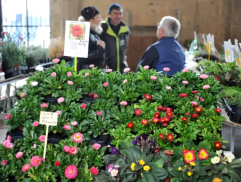 Bourse aux plantes de Jonzac : 22e édition ce 1er mai aux Carmes