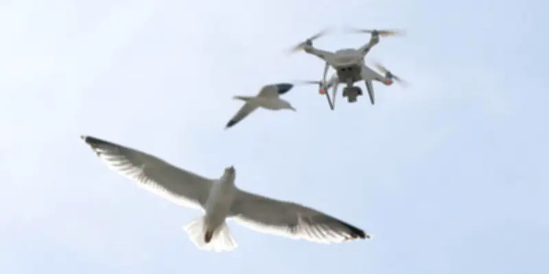 Bretagne : la stérilisation des œufs de goéland contestée face au déclin des oiseaux