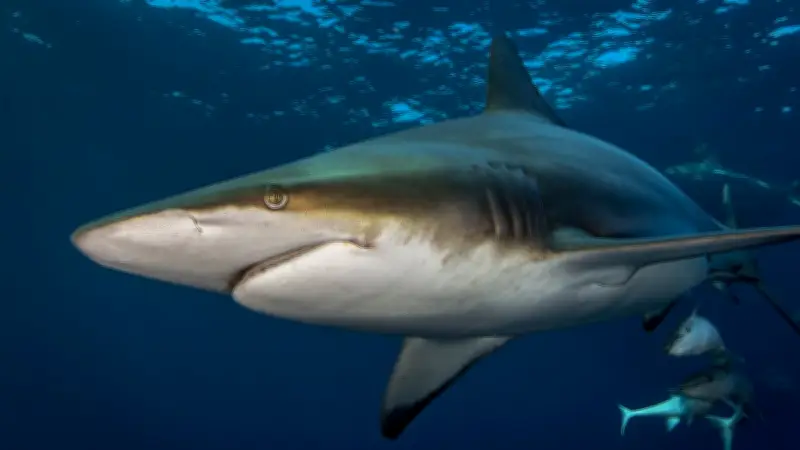 Brésil : un adolescent de 13 ans tué par un requin sur une plage touristique