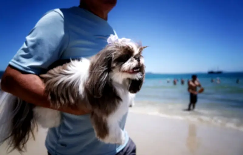 Brésil : une loi historique pour la garde partagée des animaux de compagnie après une séparation