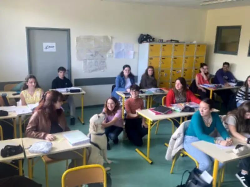 Buddy, le labrador médiateur qui apaise les élèves du lycée Notre-Dame