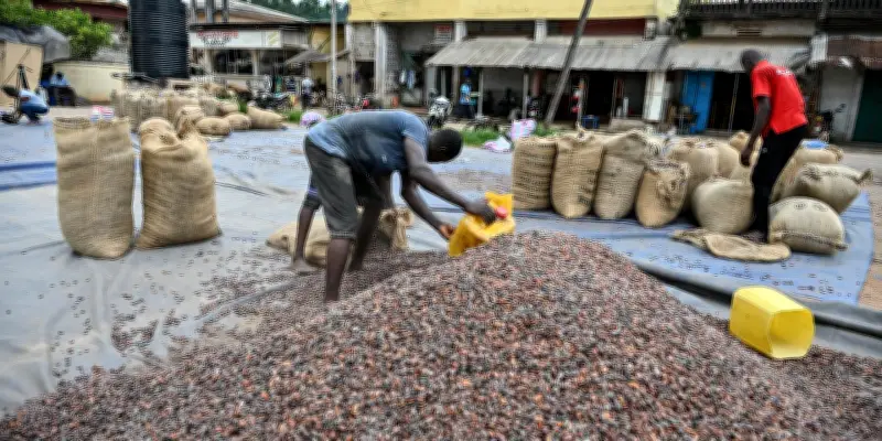 Cacao en crise : pourquoi le prix du chocolat s'envole malgré la détresse des producteurs