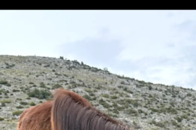 Cagnotte pour sauver une pouliche abandonnée dans la Haute Roya