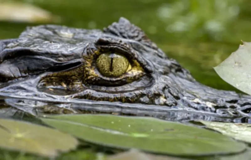 Caïman du canal de Roubaix : un suspect interpellé après des violences