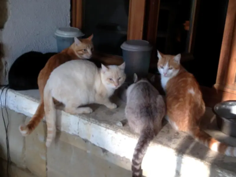 Campagne de stérilisation des chats errants dans la commune pour limiter la prolifération
