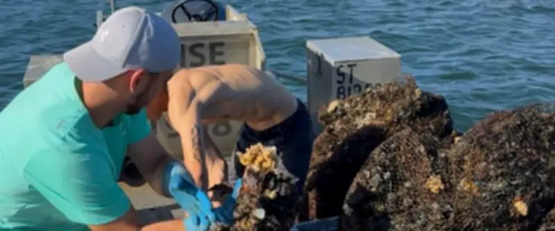Canicule: la mortalité des moules inquiète sur le bassin de Thau