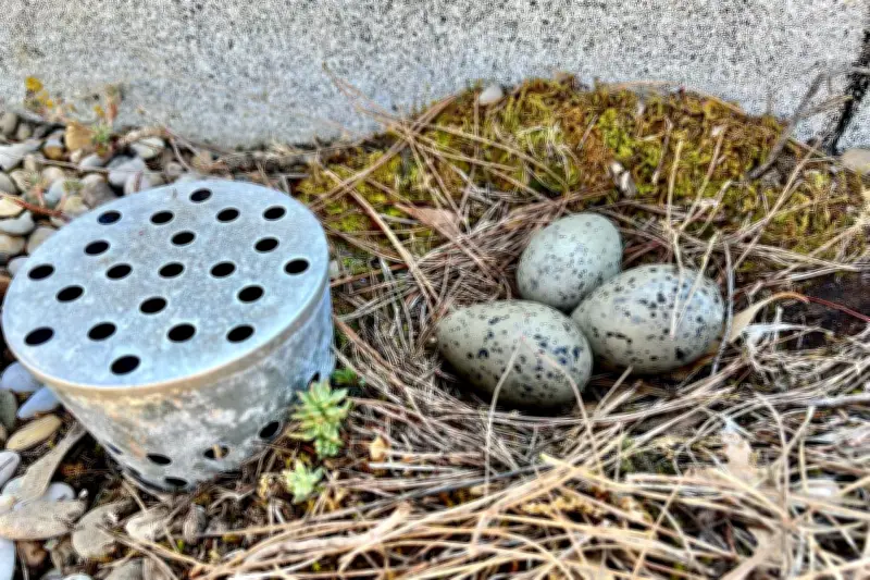 Cannes mobilise ses habitants pour signaler les nids de goélands et limiter leur prolifération