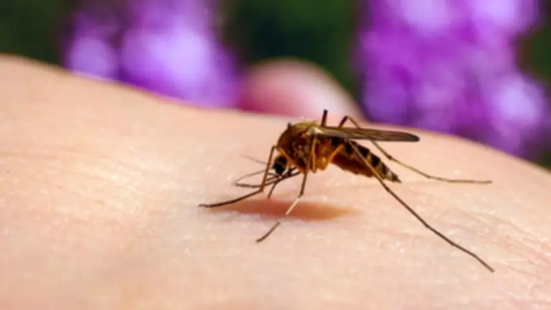 Cas de West Nile confirmé sur un cheval dans le Gard
