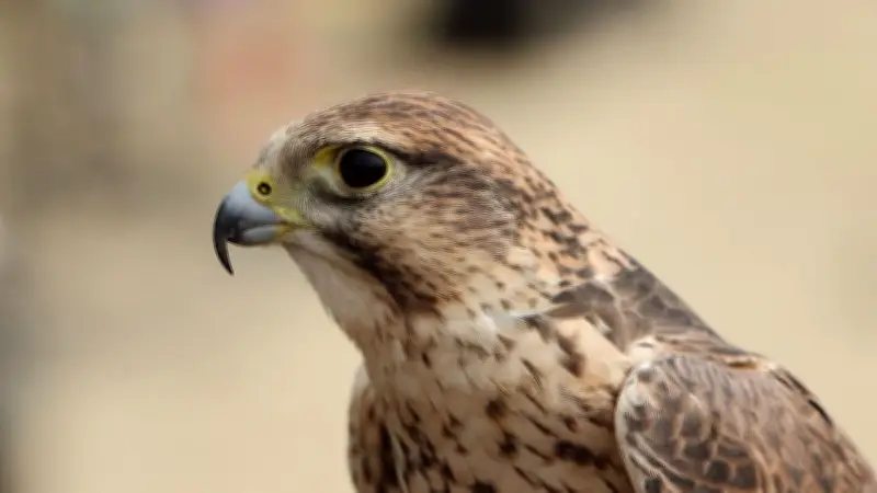 Castillon-du-Gard célèbre les oiseaux avec une journée dédiée à la biodiversité