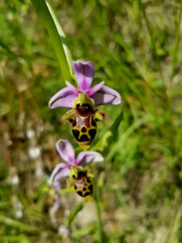 Castillon-Pujols mobilise les citoyens pour recenser les orchidées sauvages
