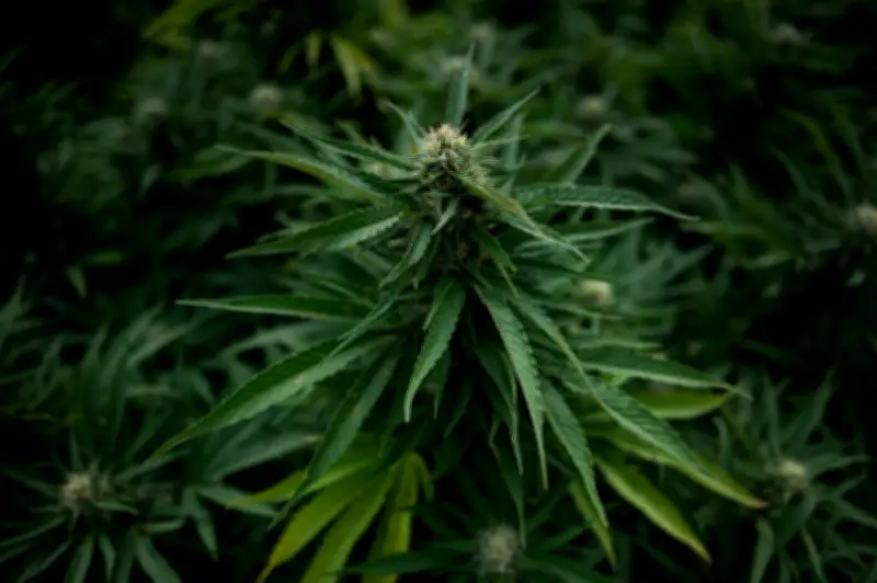 Ces politiques français qui ont déclaré leur soutien à la légalisation du cannabis