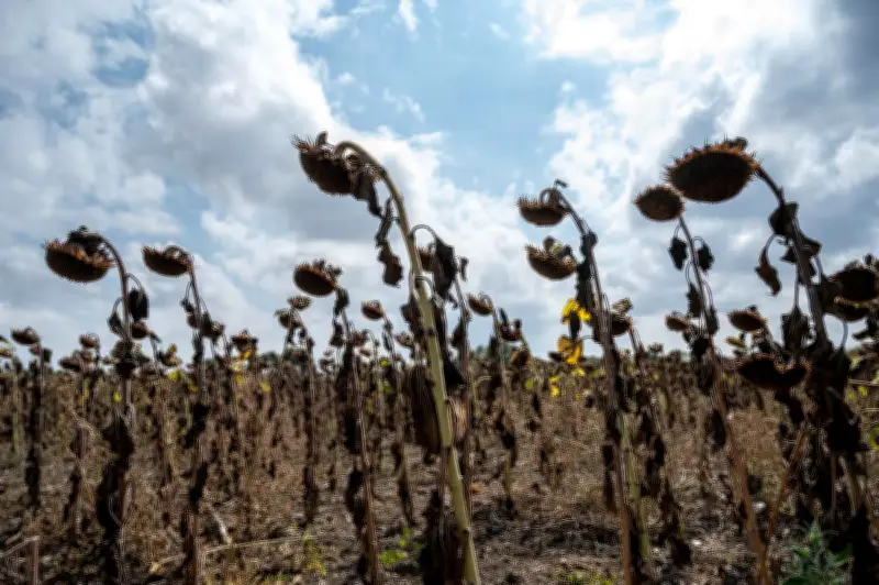 Chaleur extrême : l'agriculture mondiale menacée, 1 milliard de personnes en danger