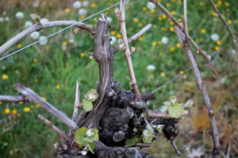 Chaleur précoce dans le Sud-Ouest : un signal alarmant pour les écosystèmes et les nappes phréatiques