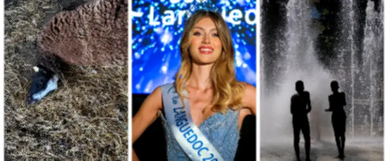 Charnier de brebis, canicule, Miss Languedoc : l'actu en région