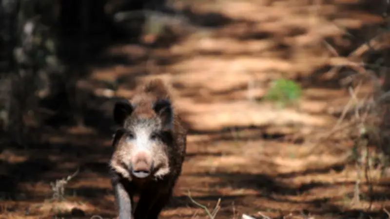 Chasse au sanglier : troc, pâté clandestin et circuits officiels en Occitanie