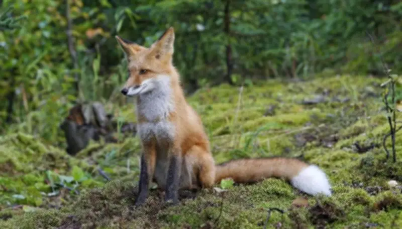 Chasse aux renards : une étude remet en cause son efficacité