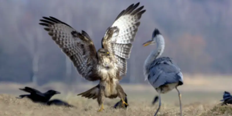 Chasses en Sologne : la faune sauvage en danger