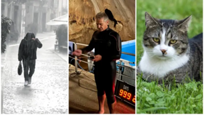 Chats tués par balles, Ironman souterrain, 200 mm de pluie : l'actu régionale