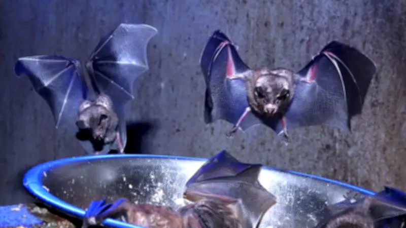 Chauves-souris euthanasiées à Montpellier : Saurel et Peta réagissent