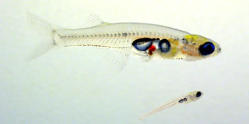 Chez les poissons, un cerveau instable peut être un gage d'efficacité